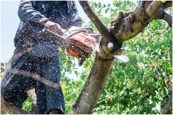 tree services St. Nazianz